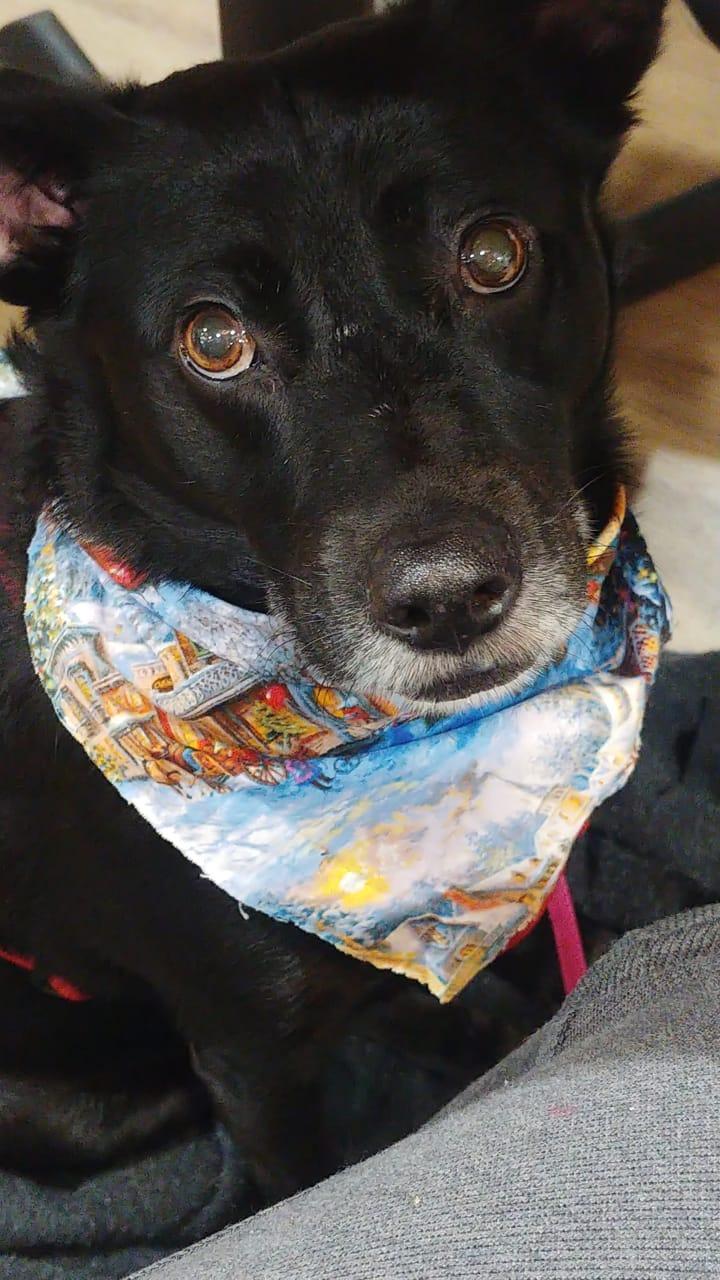 Suffolk Animal Hospital NY West Islip