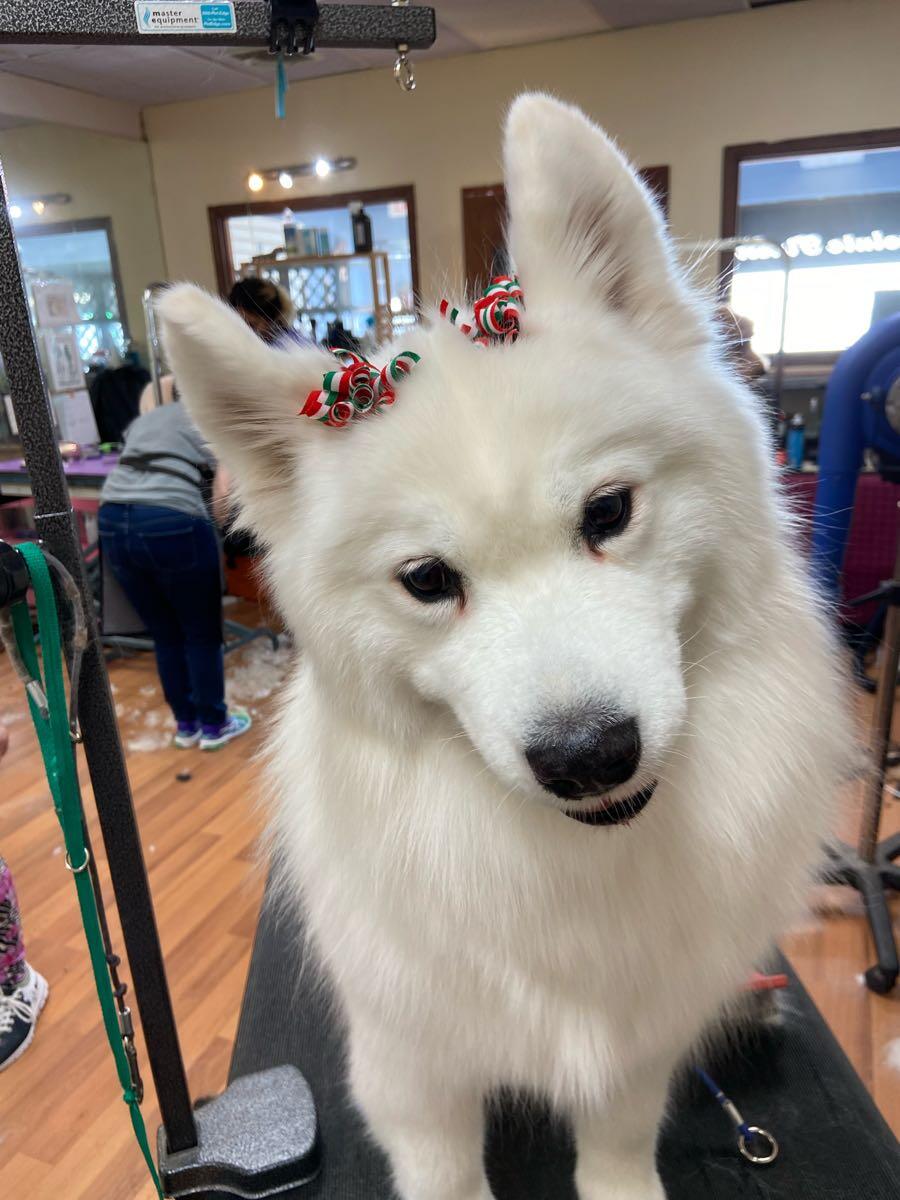 K9 Cottage Groom Spa & Salon Westbury