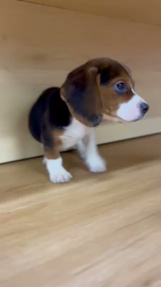 NY Breeder White Plains