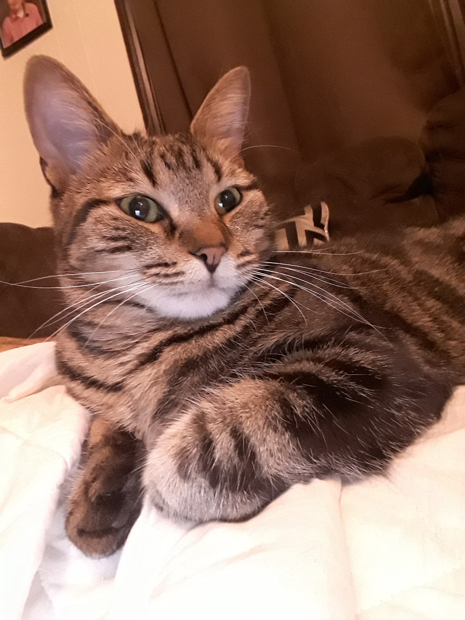 A Purr-fect Fit Animal Rescue & Adoption Center Williamsville