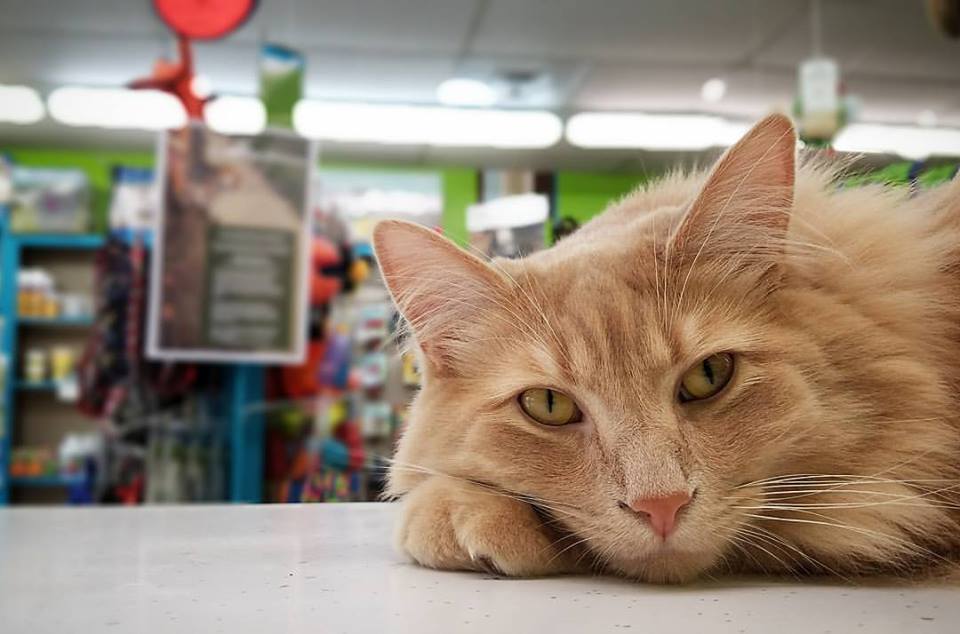 Friendly Paws Pet Supplies & Grooming Athens