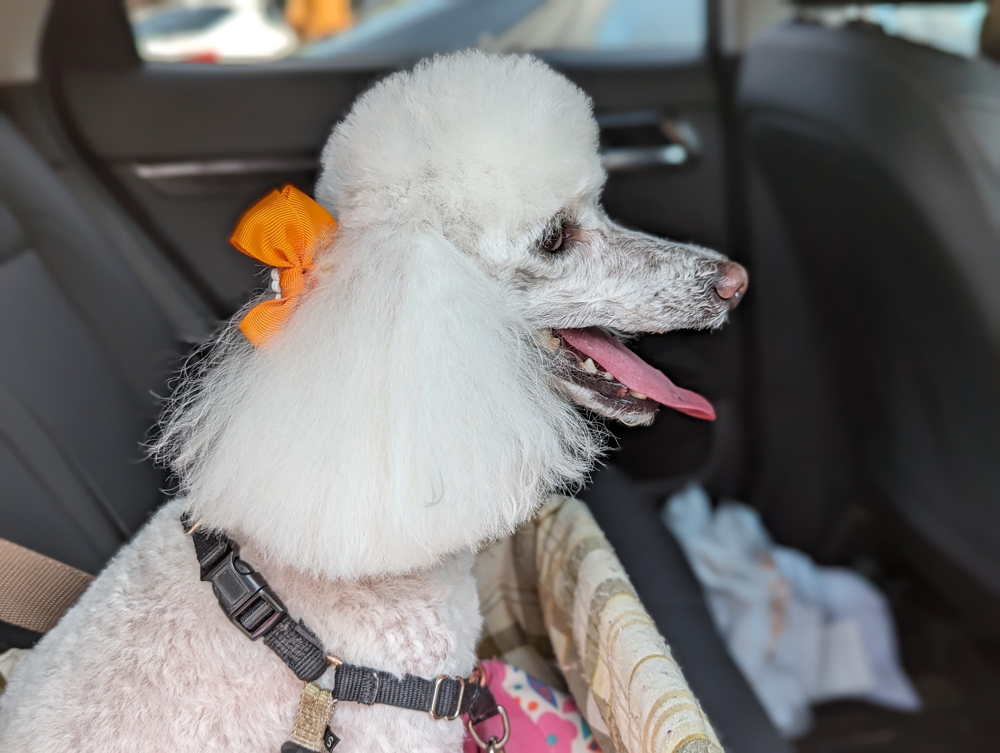 Petey's Pet Stop Cincinnati