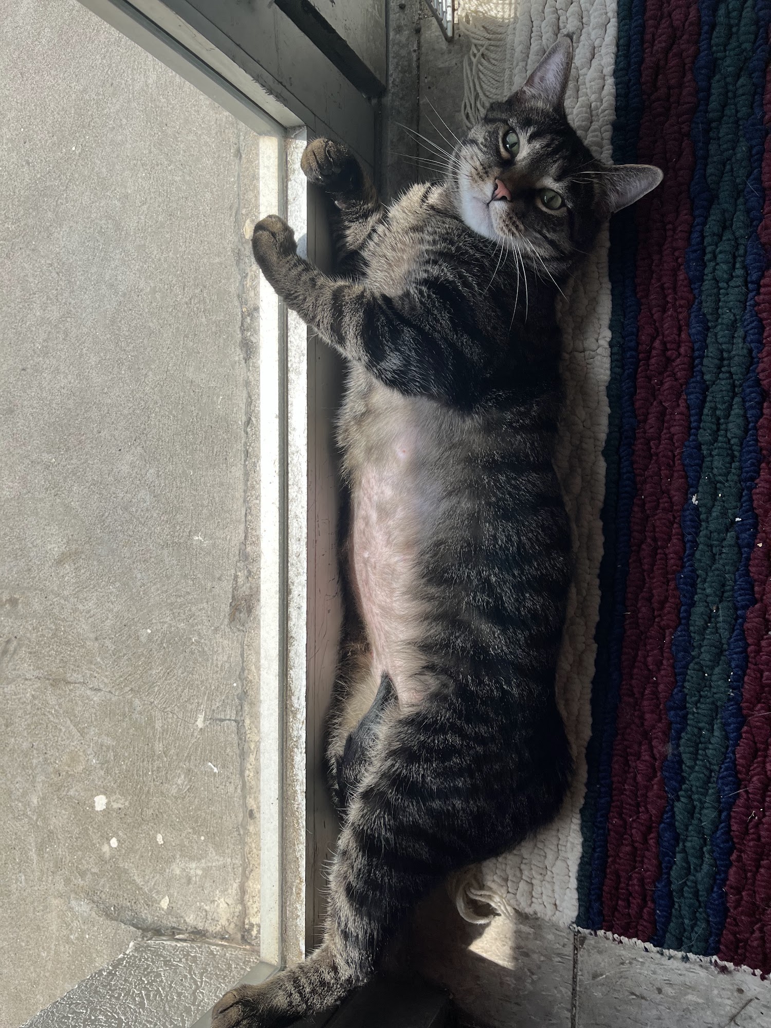 The Ohio Pet Sanctuary- We do not rescue dogs Cincinnati