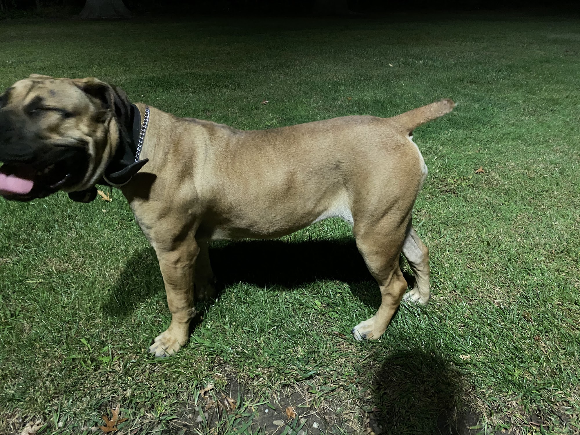 Exotic Boerboel Breeders Cleveland