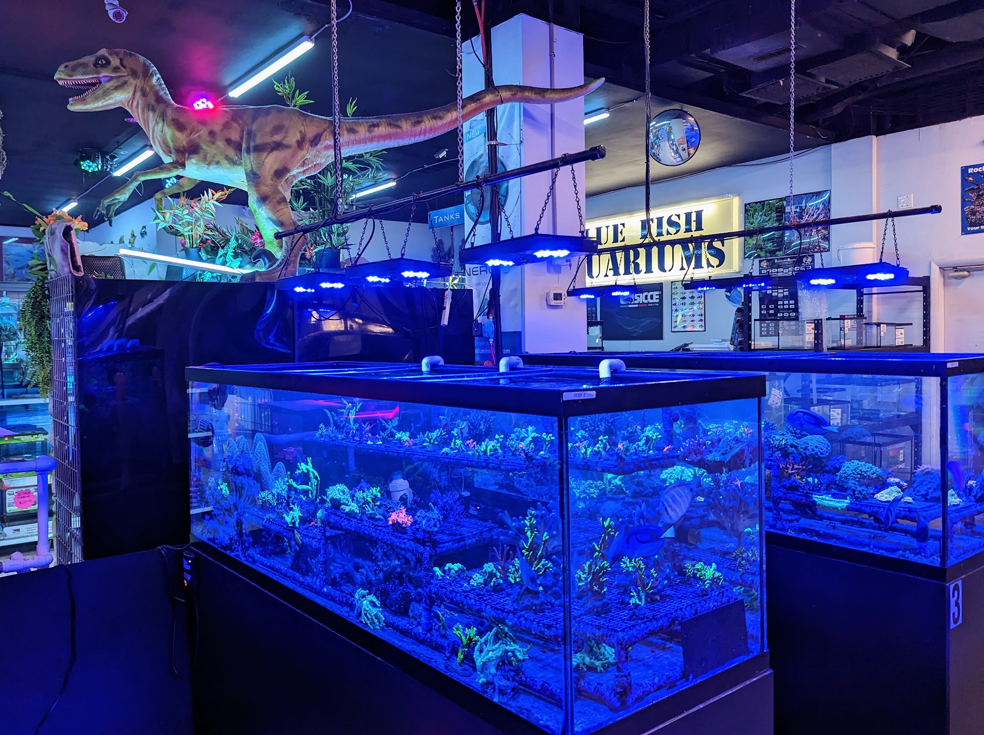 Blue Fish Aquariums Cleveland