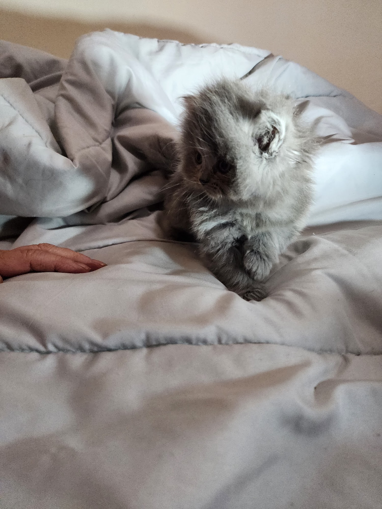 Dream Persians Cleveland