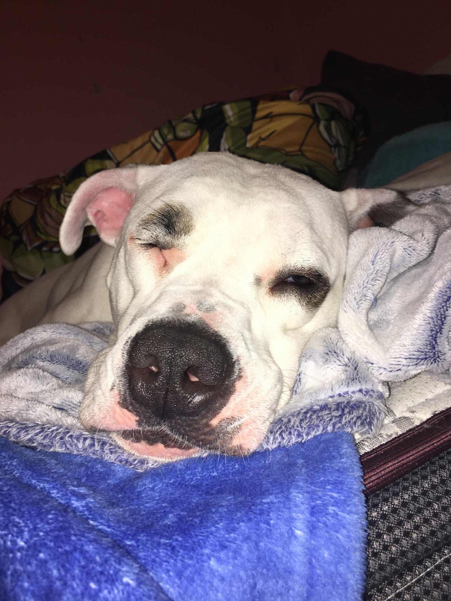 Ohio SPCA Lima