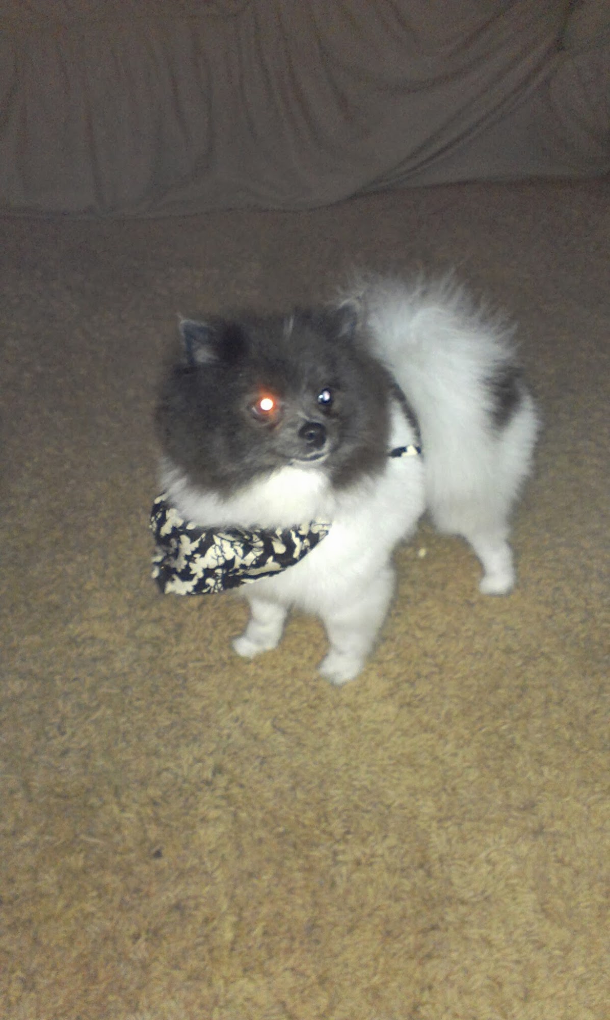 Peace Love And Tails Rossford