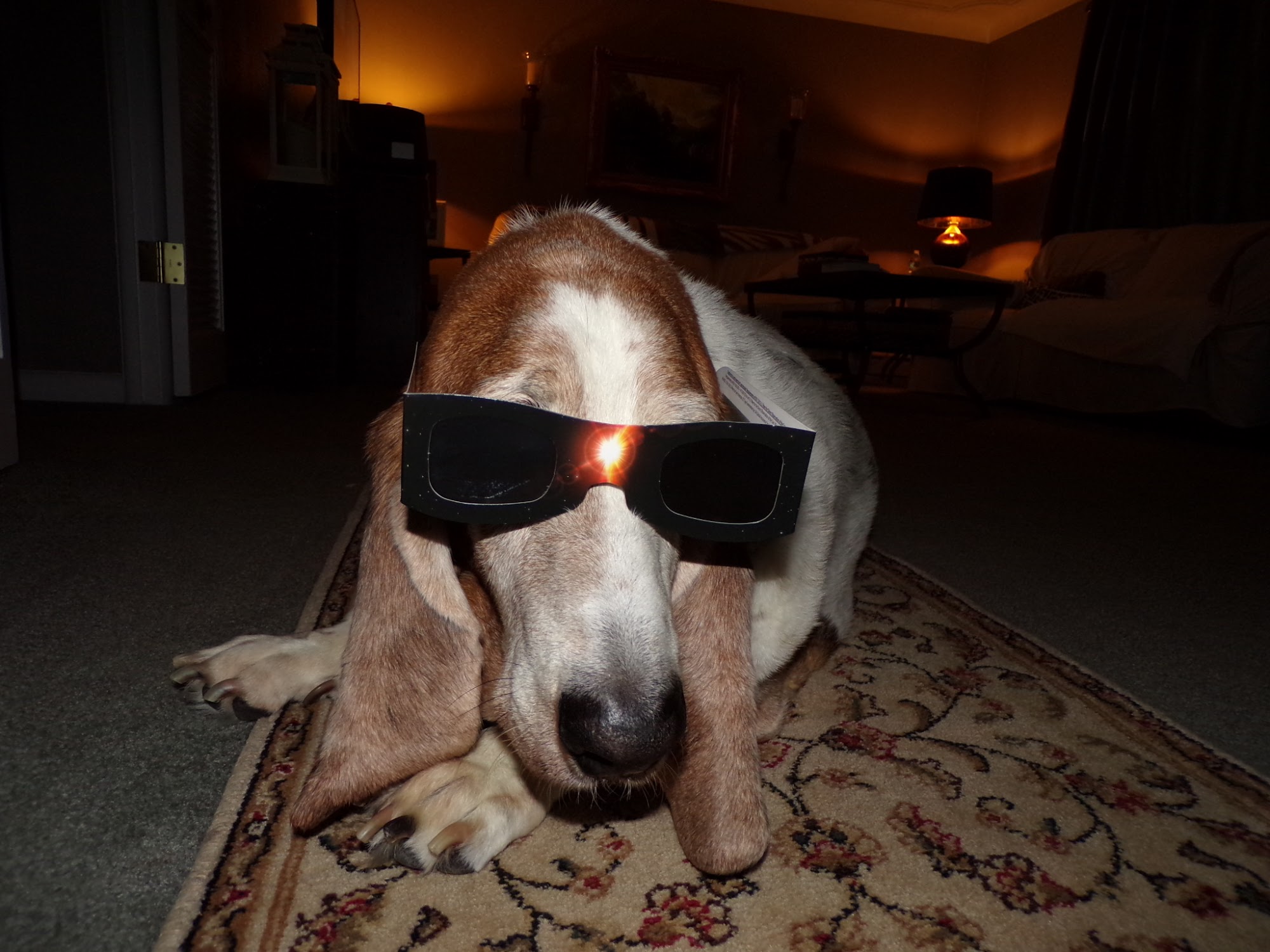 Paws & Remember of Northwest Ohio Toledo