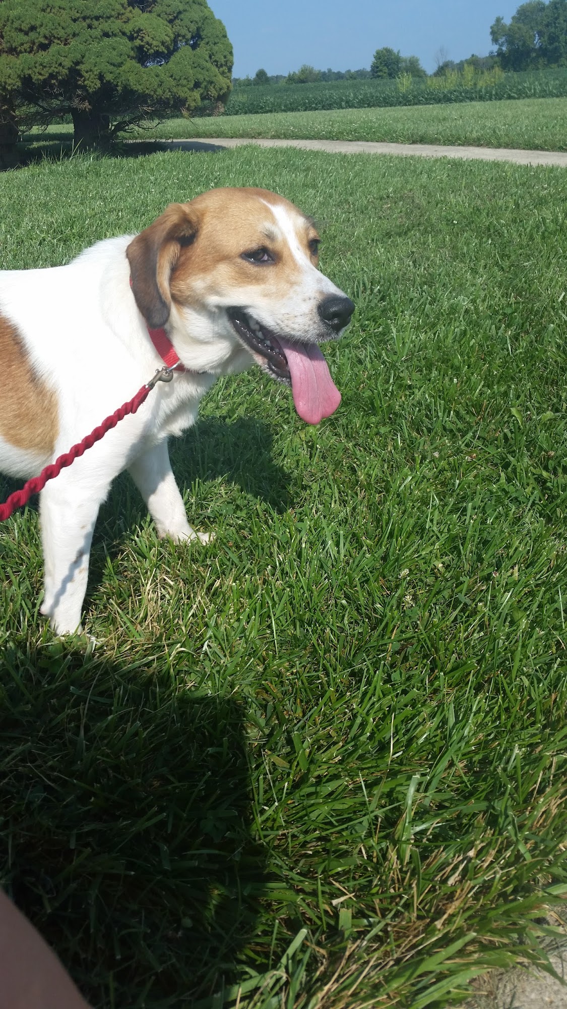 Humane Society Madison County West Jefferson