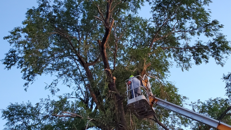 Thomsen tree & Lawn services LLC