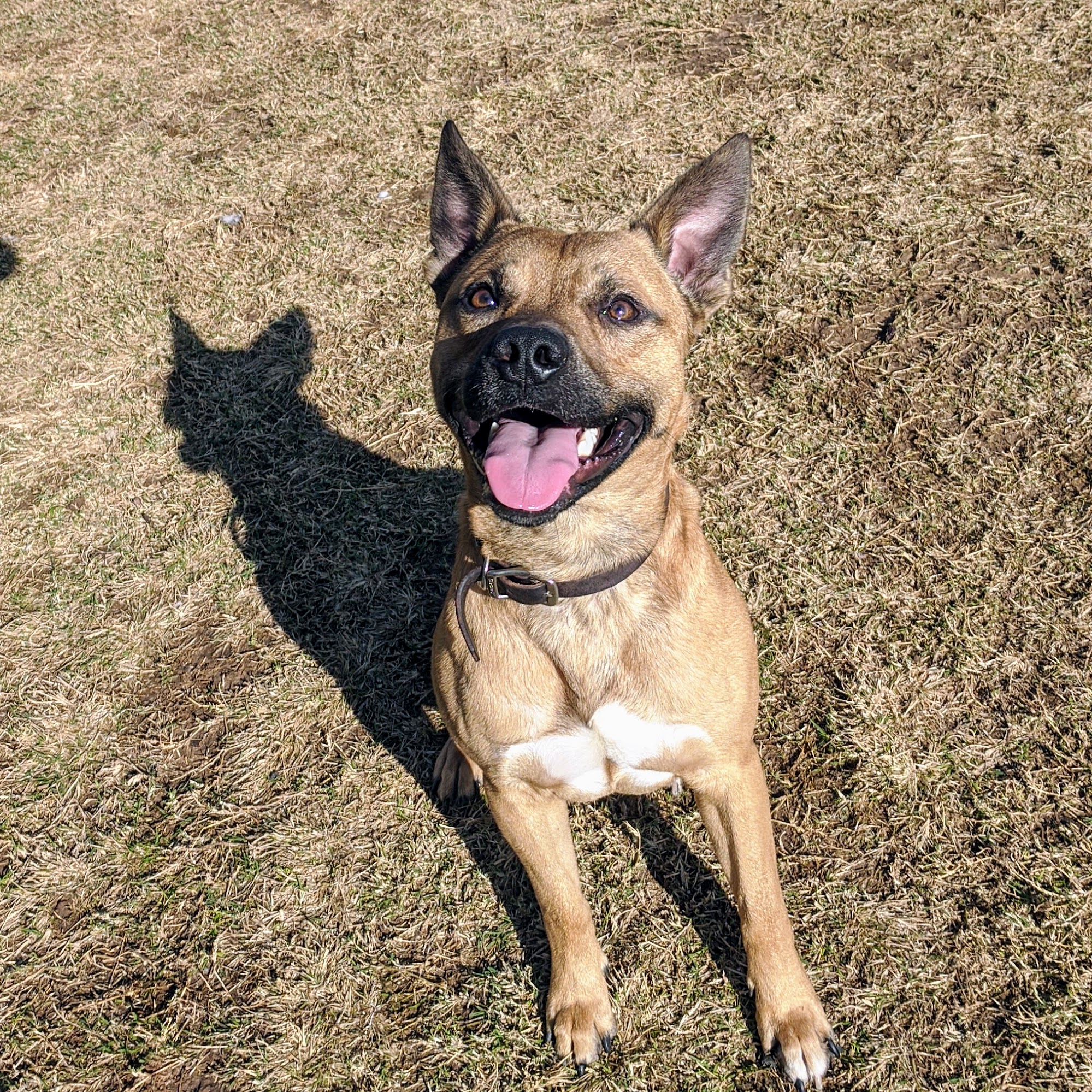 City of Sand Springs Animal Control Facility Sand Springs