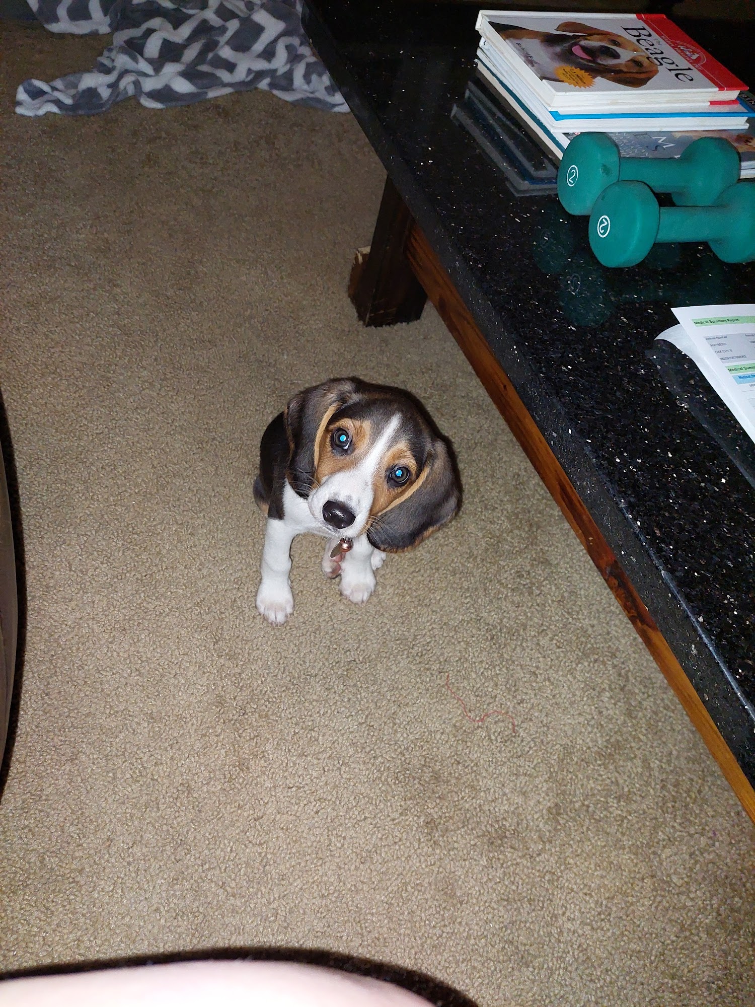 Humane Society of Tulsa Tulsa