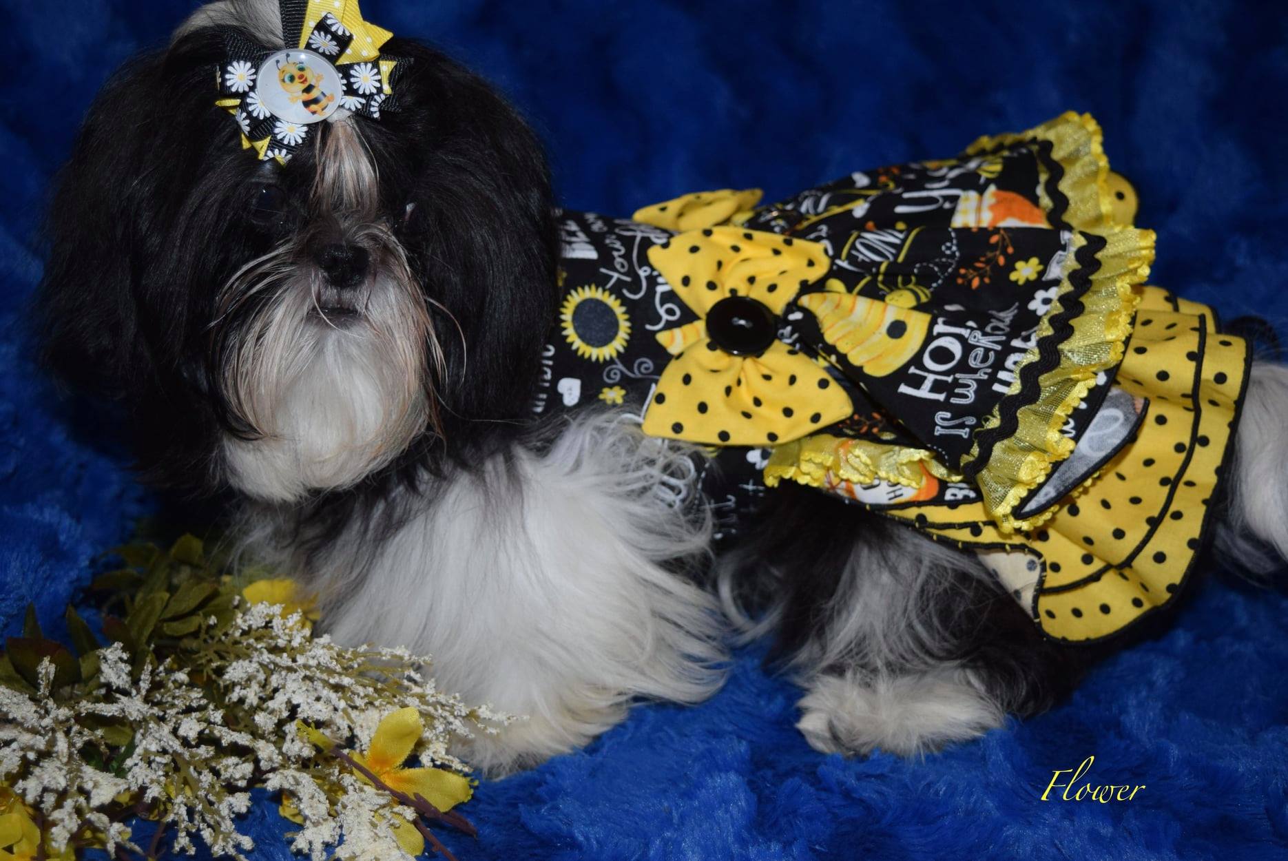 DreamAcresPuppies Tuttle