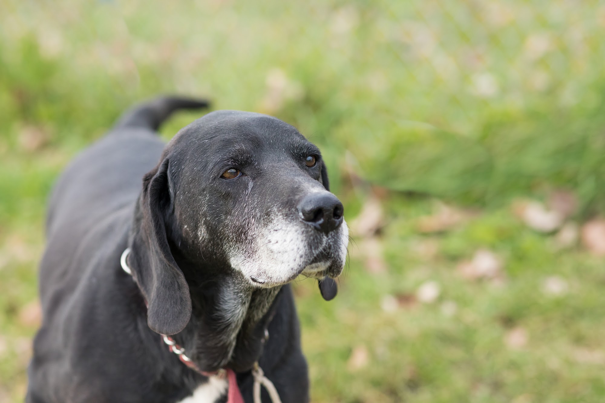 Humane Society Hastings Prince Edward Belleville