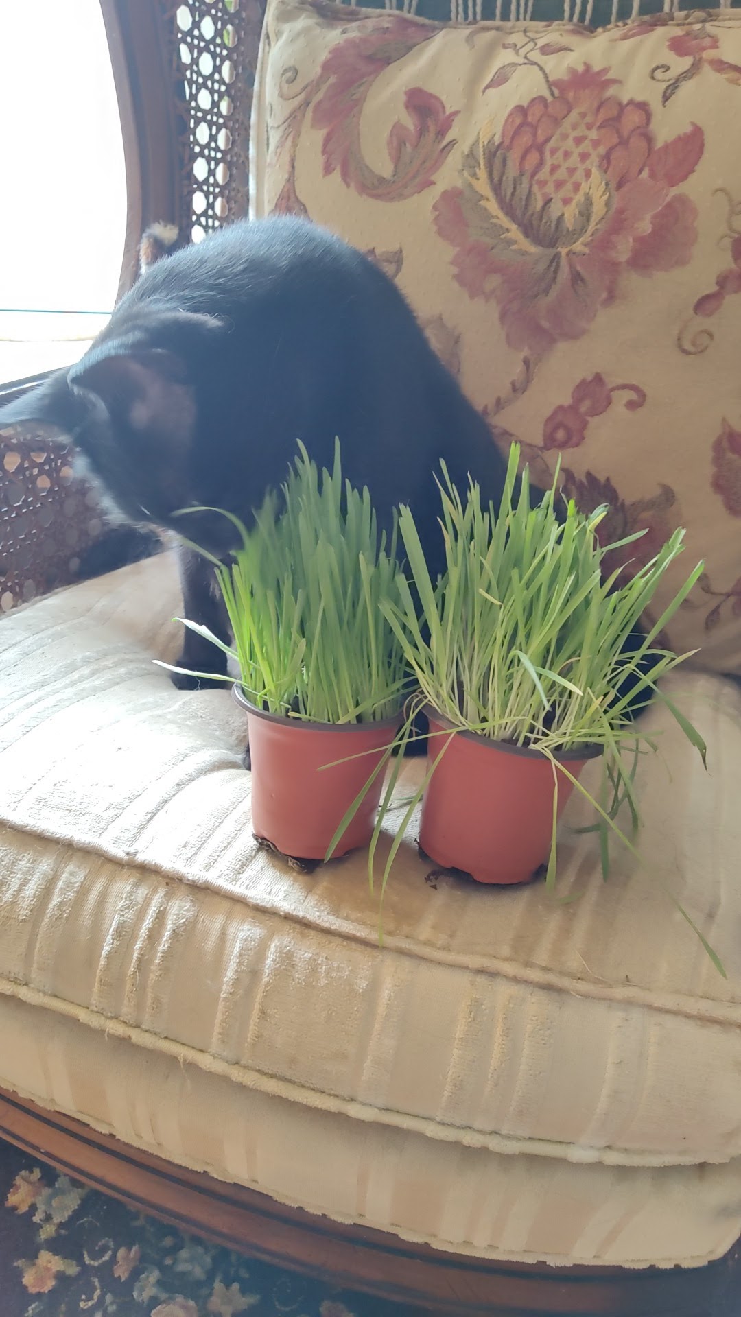 Global Pet Foods Belleville