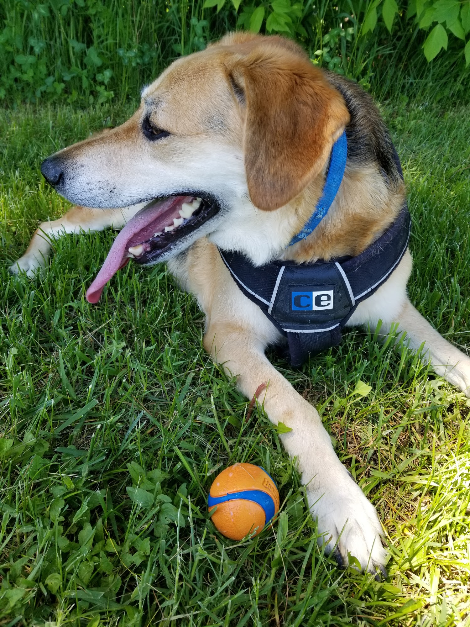 Prince Edward Animal Hospital Bloomfield