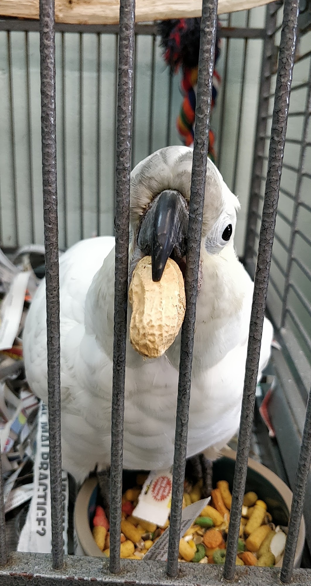 Living Things Chatham