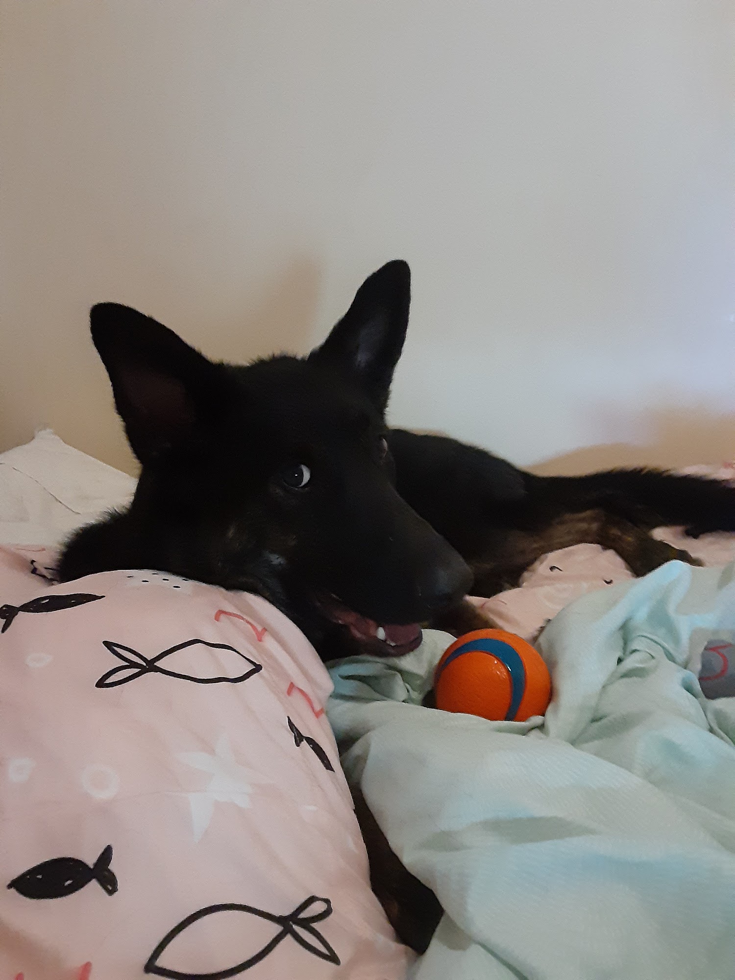 Birds 'n Paws Kingston