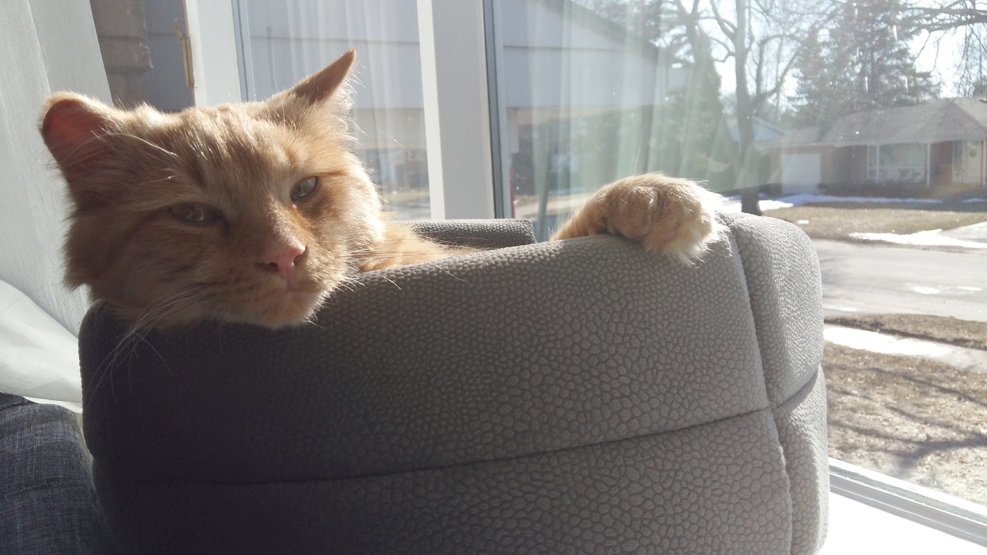 Kingston Humane Society Kingston