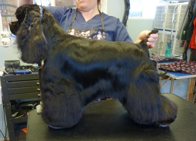 Maison Chien Canine Coiffure Kingston