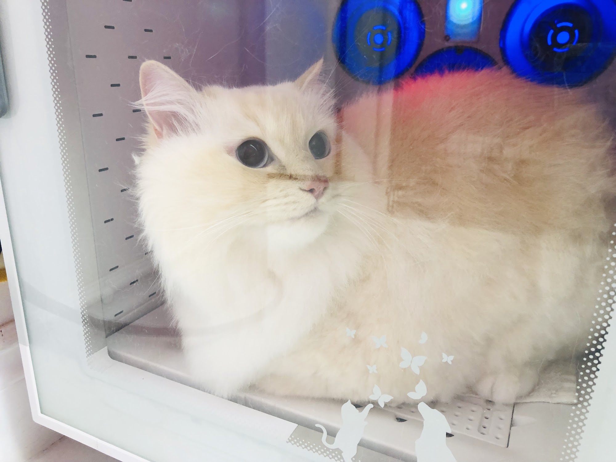 Petz Kingdom Mississauga
