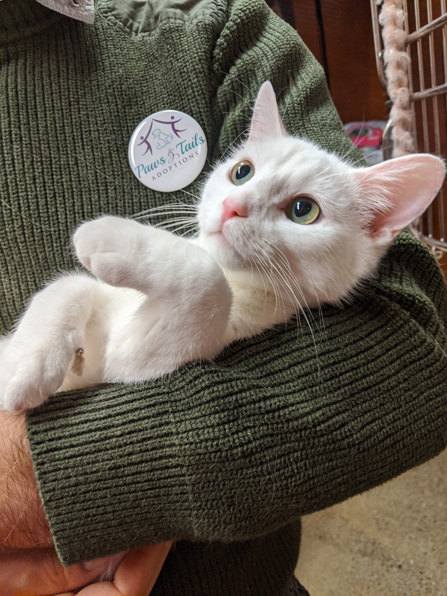 Paws and Tails Adoptions Mississauga