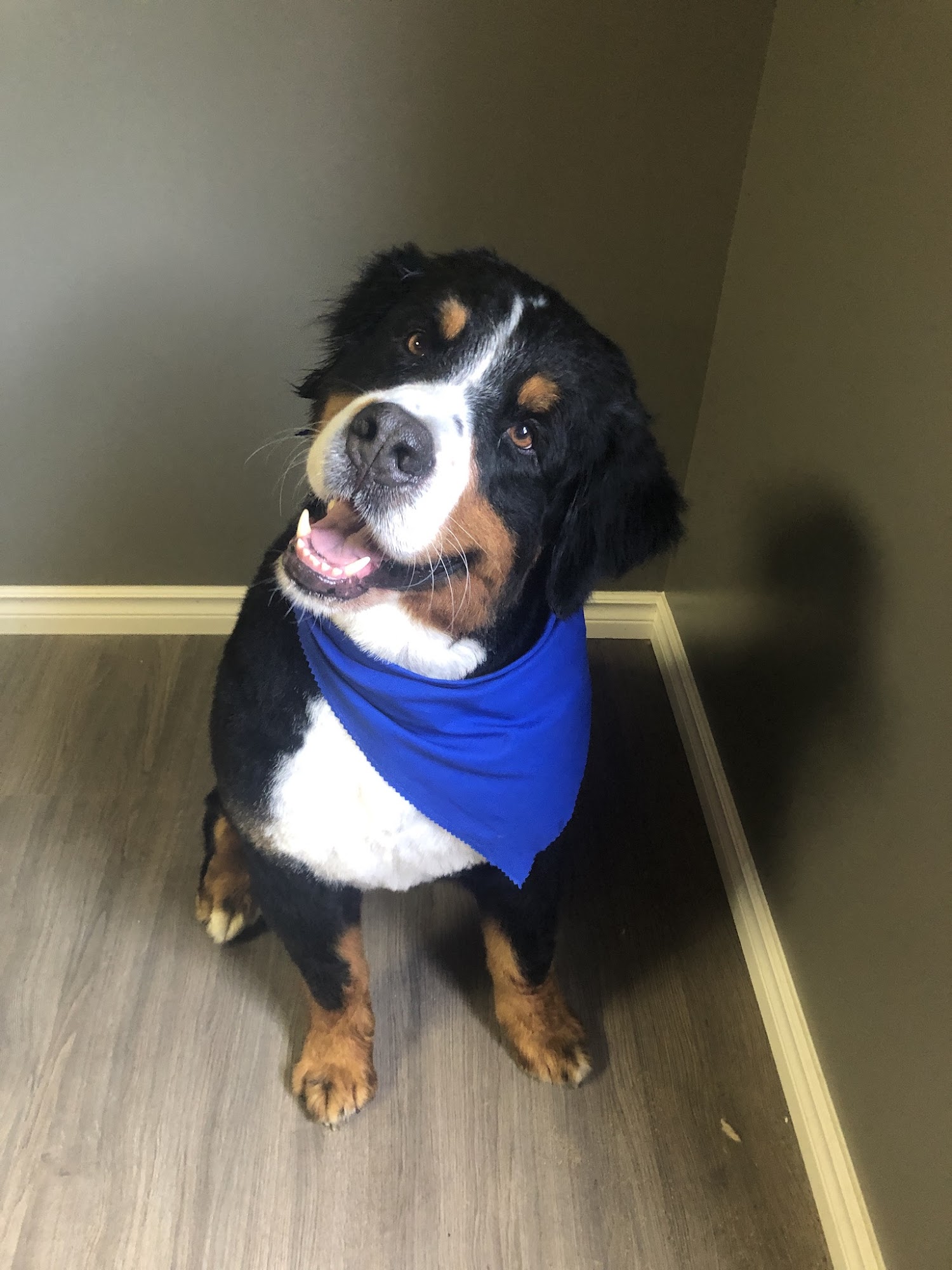 Dip N' Clip Pet Grooming North Bay