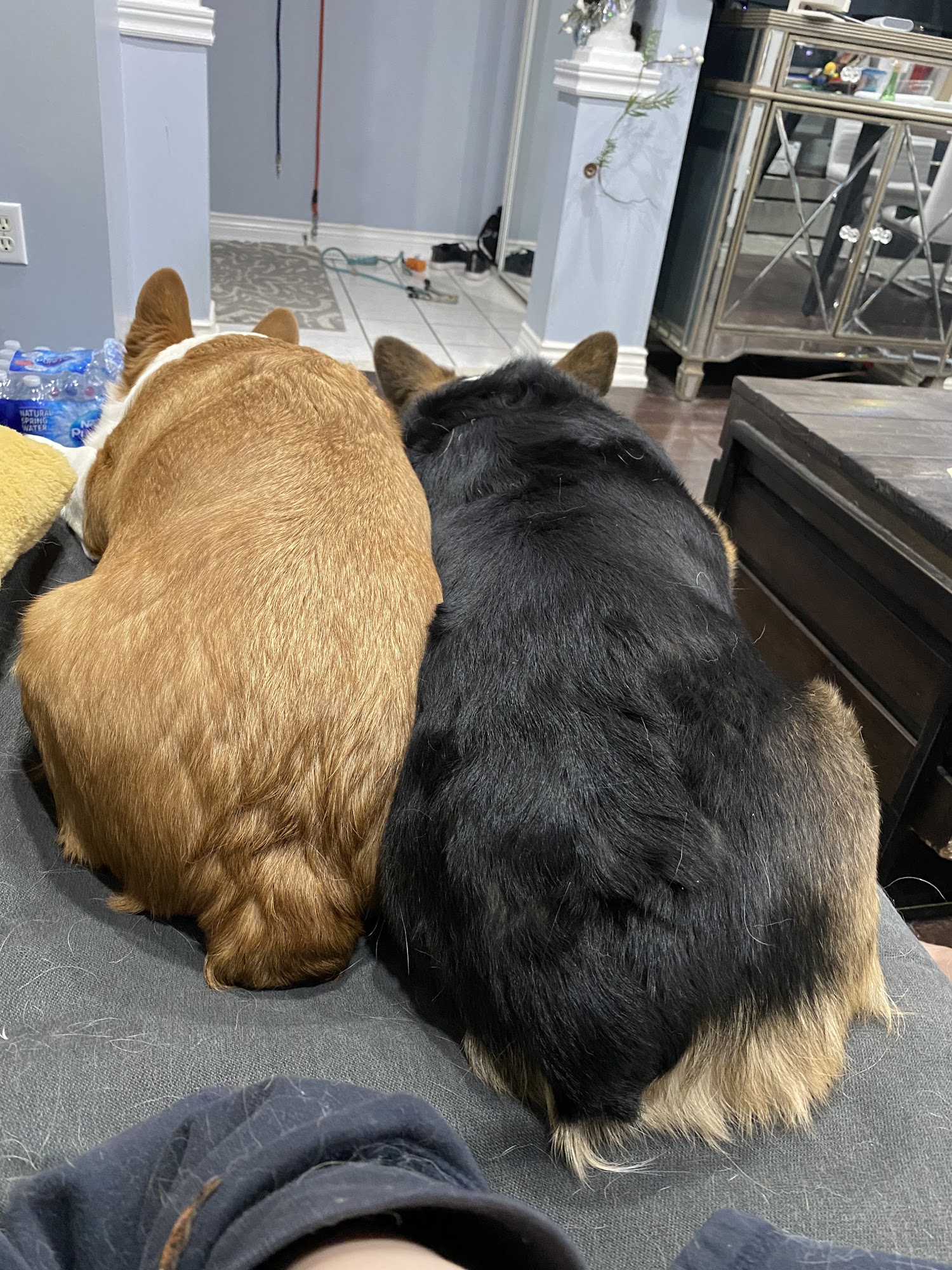 Dog Care Wonderland Scarborough