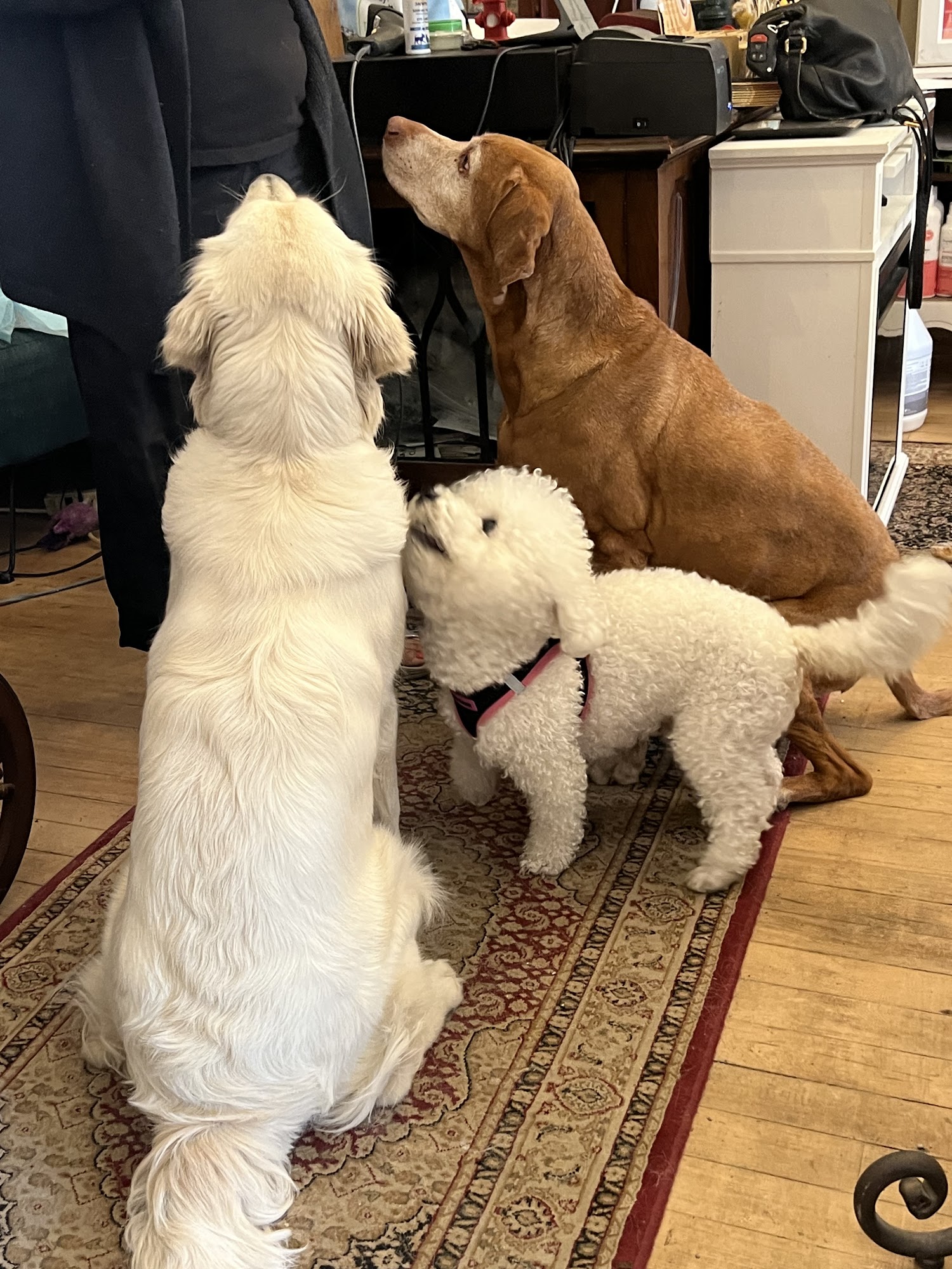 T-Dog Pet Boutique Toronto