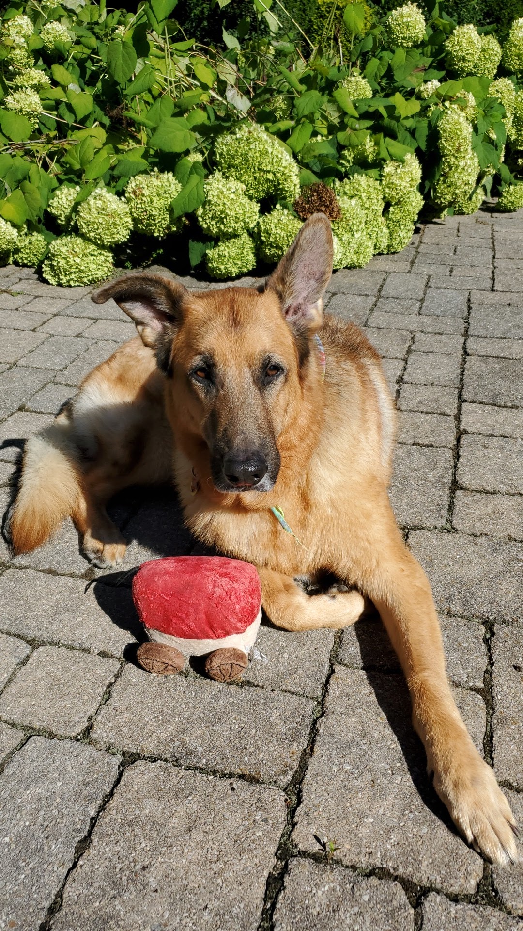 Vanity Fur Grooming Boutique Vaughan