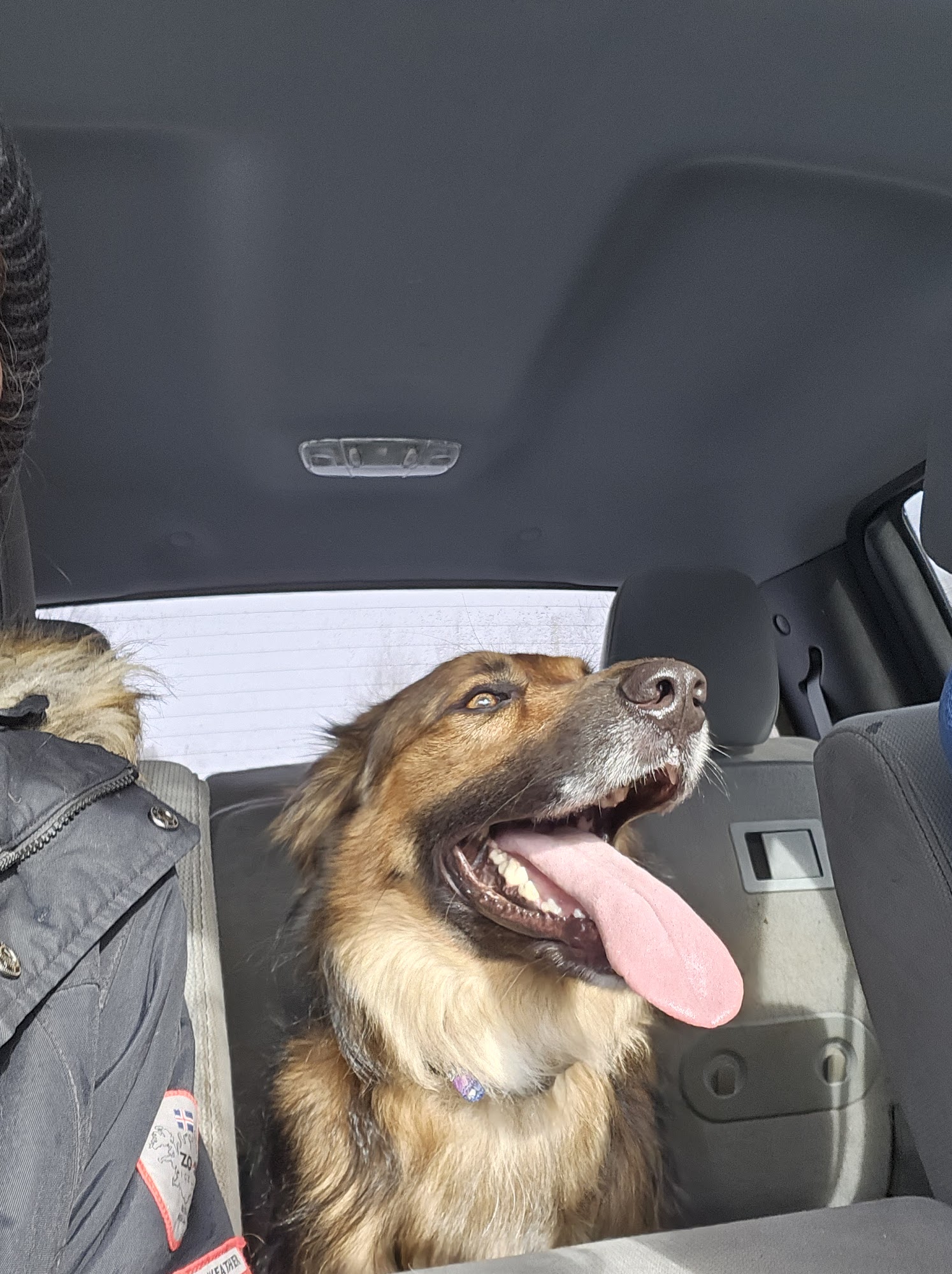 Royal Veterinary Hospital Waterdown