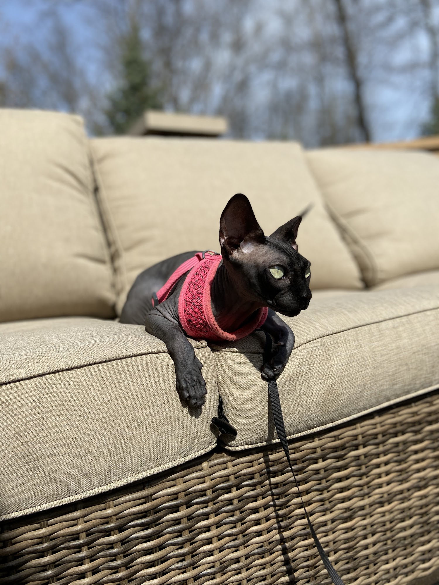Sphynx Canada Cattery Windsor