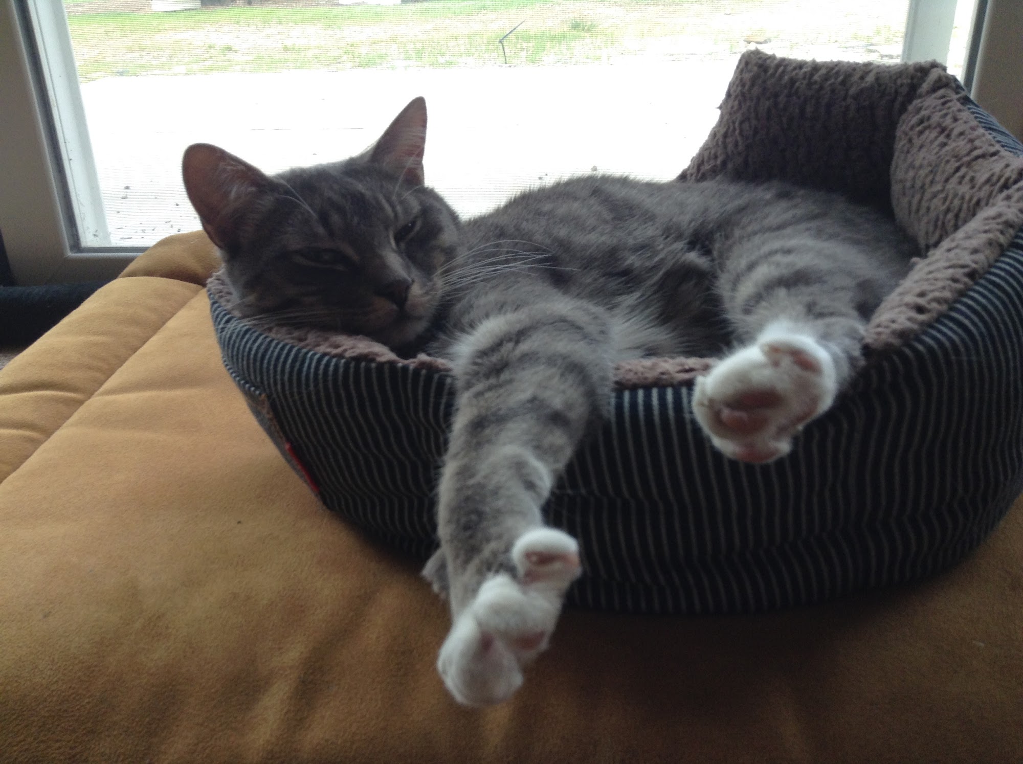 Wellness Pet Supplies LLC Ashland