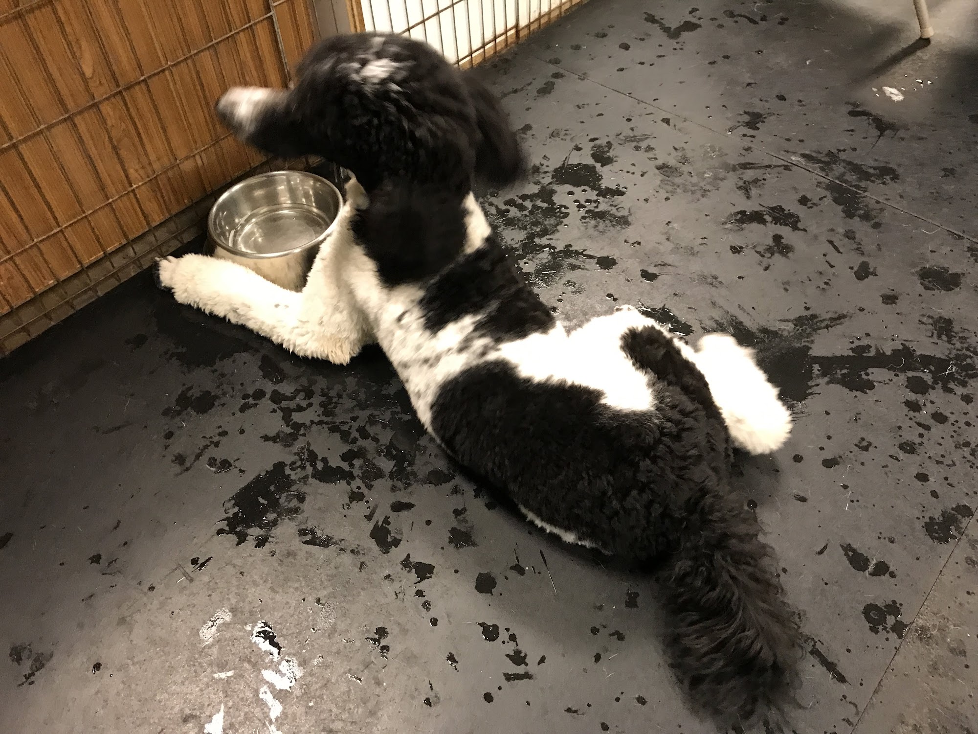 Pup-A-Razzi Beaverton