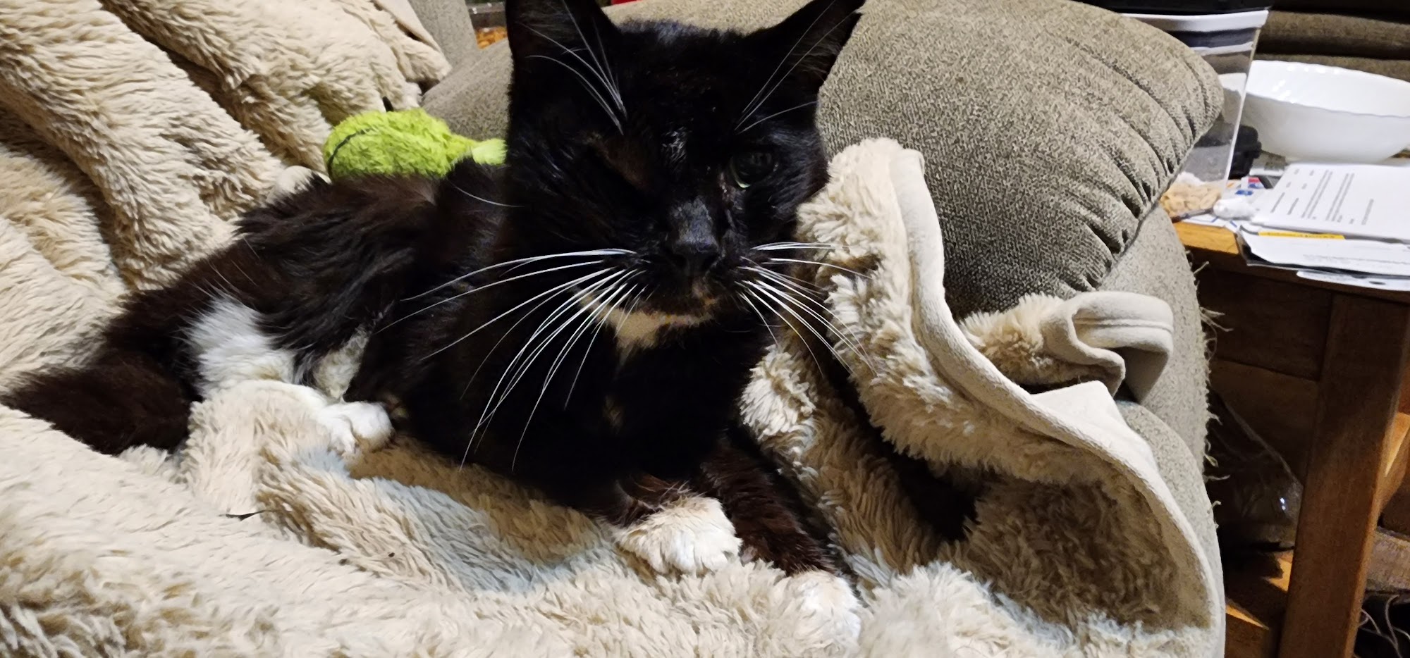 Cornelius Veterinary Clinic Cornelius