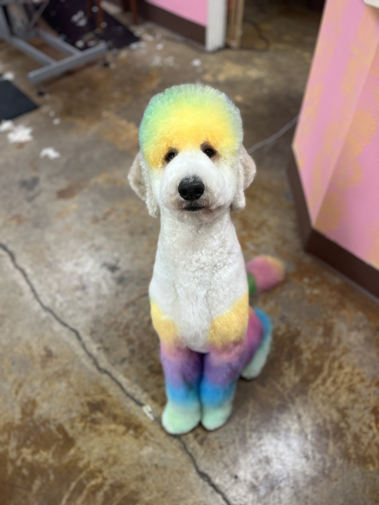 Bare Bones Dog Wash Eugene