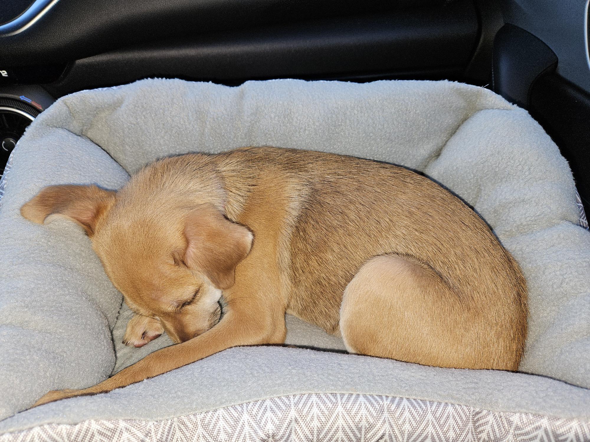 Wiggly Tails Dog Rescue Eugene