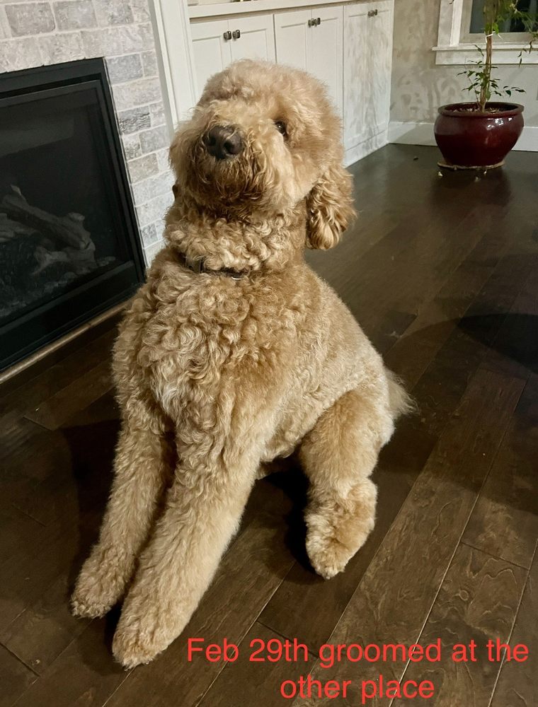 The Scooby Shack Lake Oswego