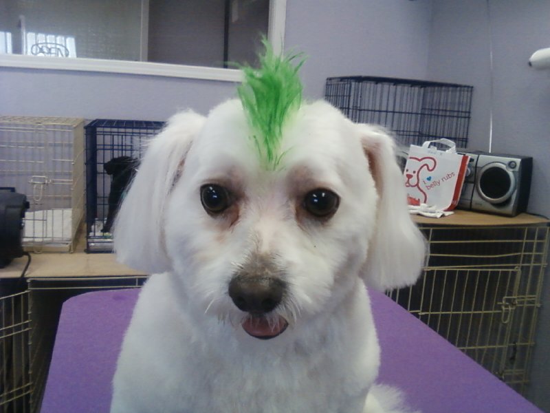 Complete Pet Grooming Medford