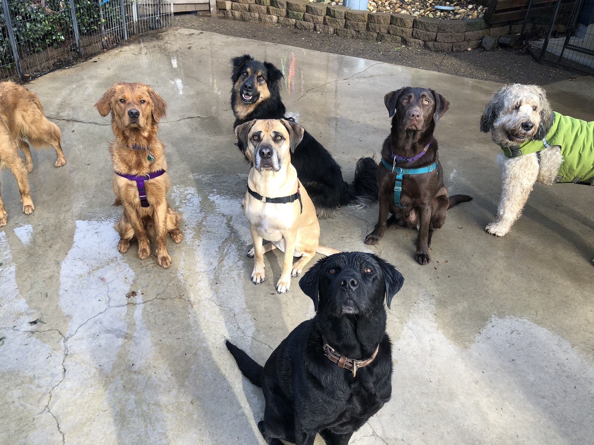 Adventure Dog Milwaukie