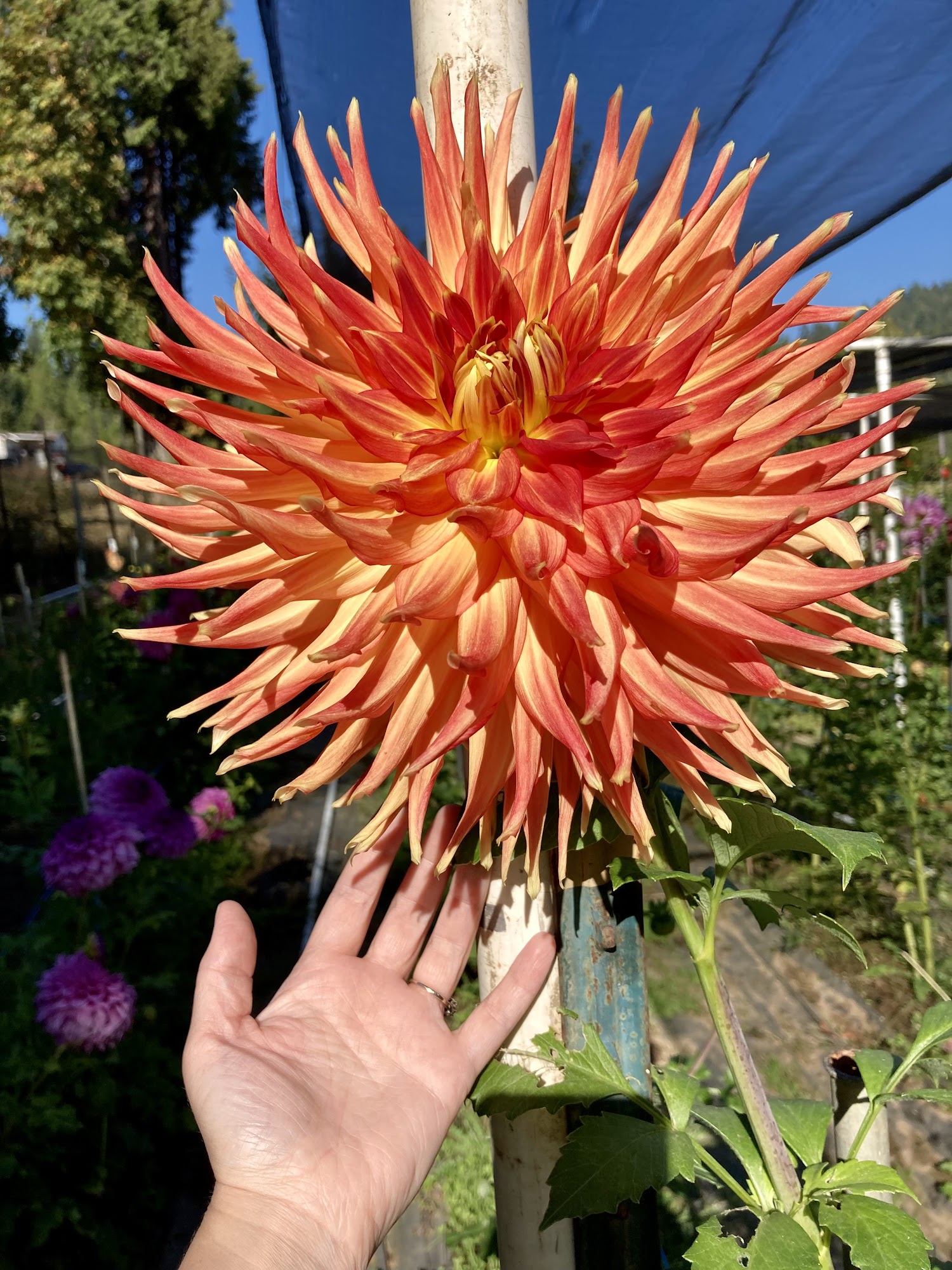 Clack's Dahlia Patch 5585 N Myrtle Rd, Myrtle Creek Oregon 97457