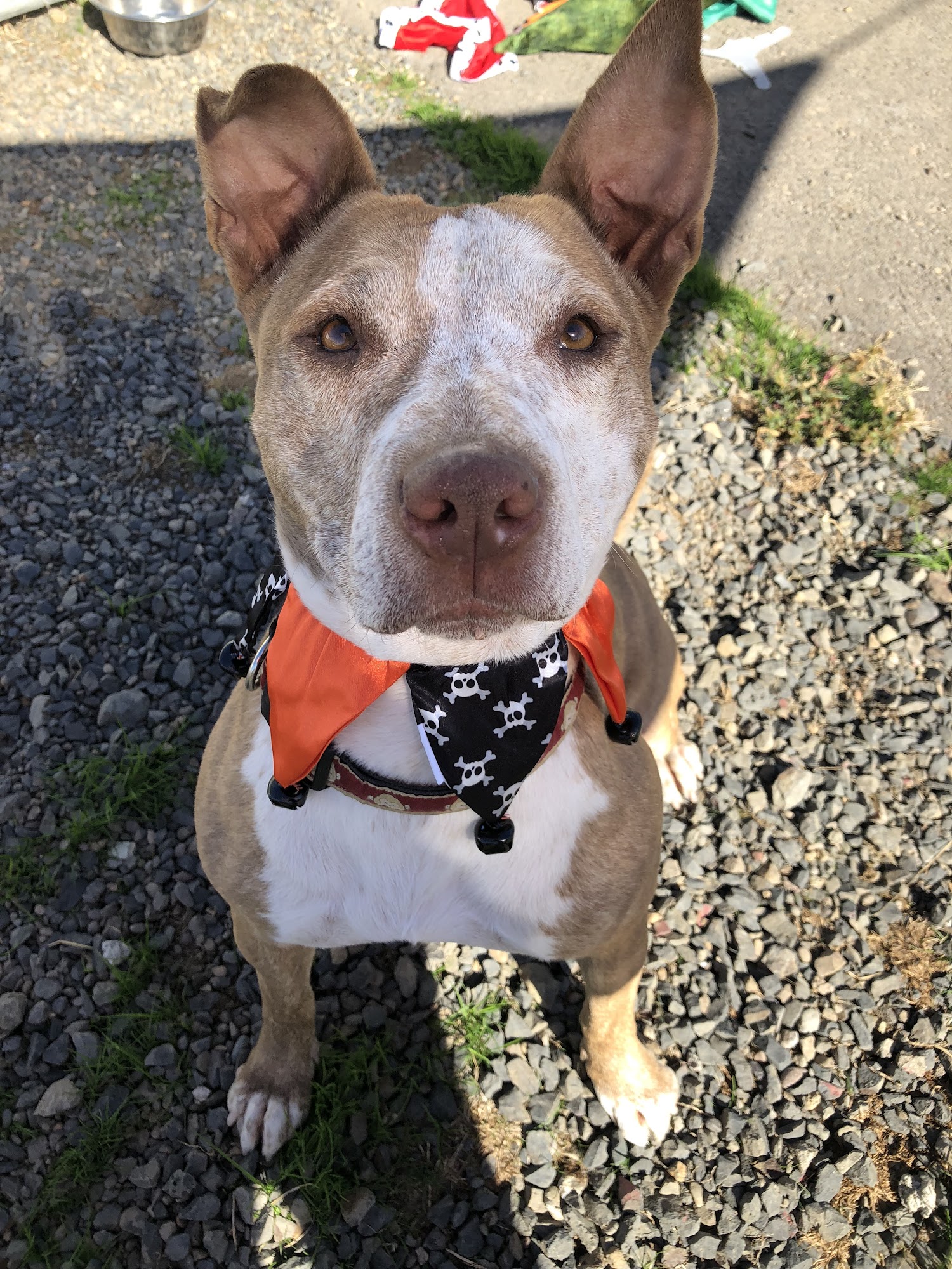 ANIMAL RESCUE NEWBERG visual data 5