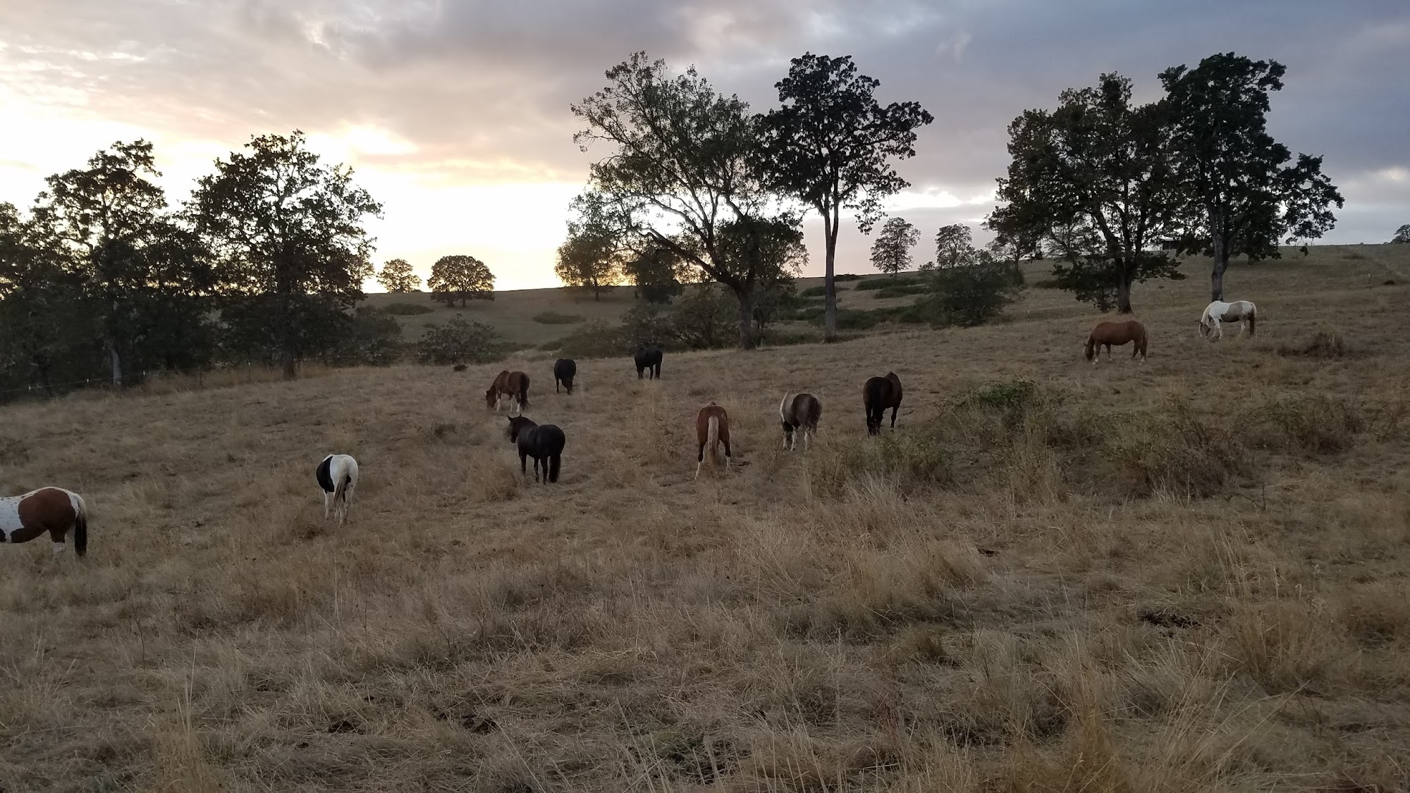 Duchess Sanctuary Oakland