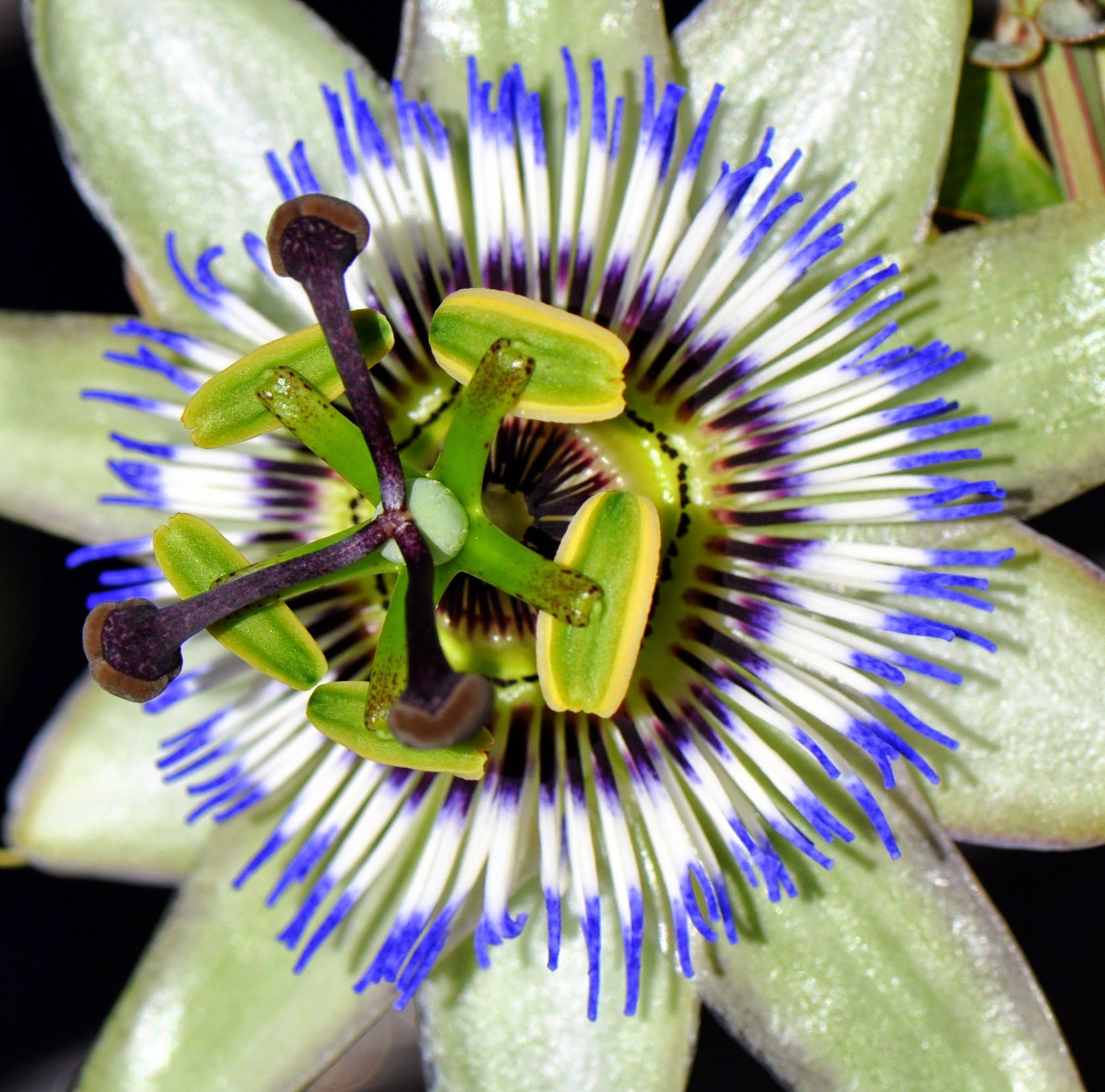 imagine flowers, inc.