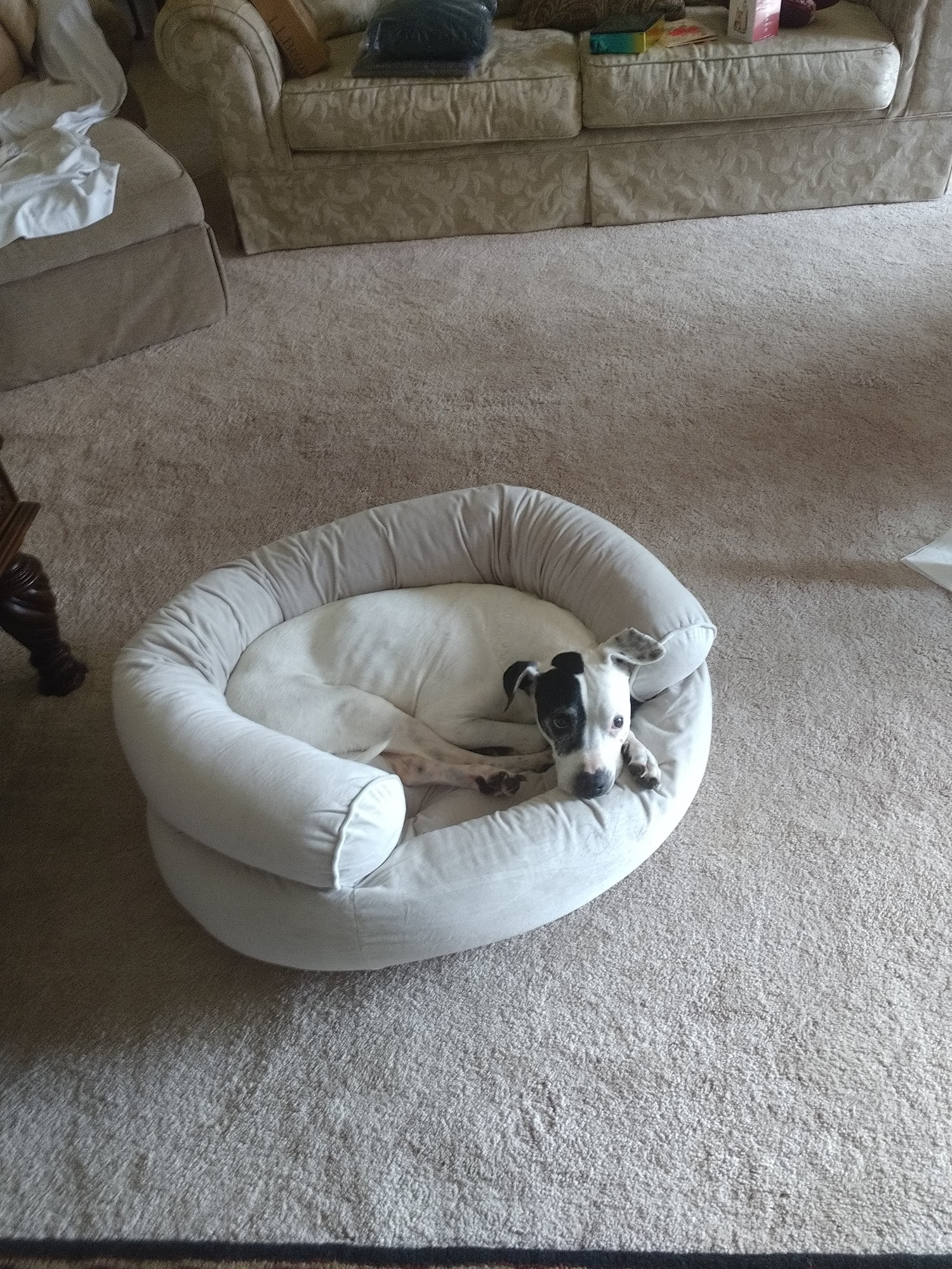 Five Points Veterinary Clinic: Schulz James DVM Aliquippa