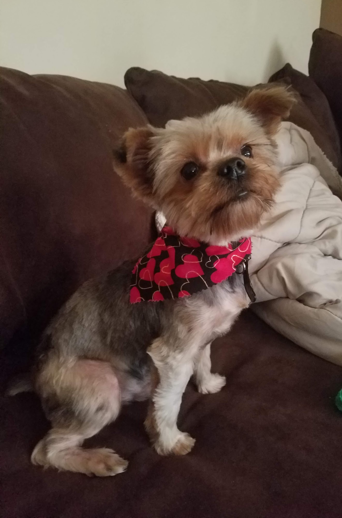 Pet Boutique Charleroi