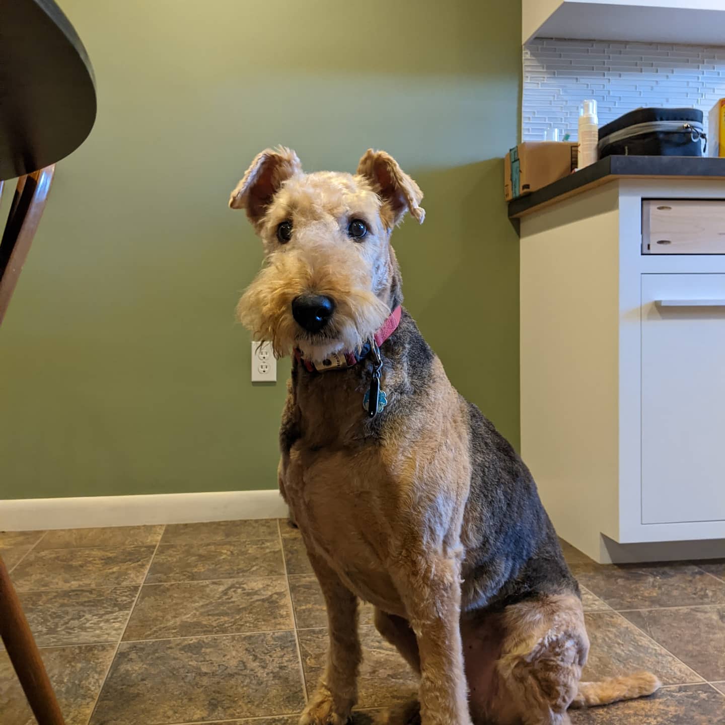 Animal Crackers Ephrata