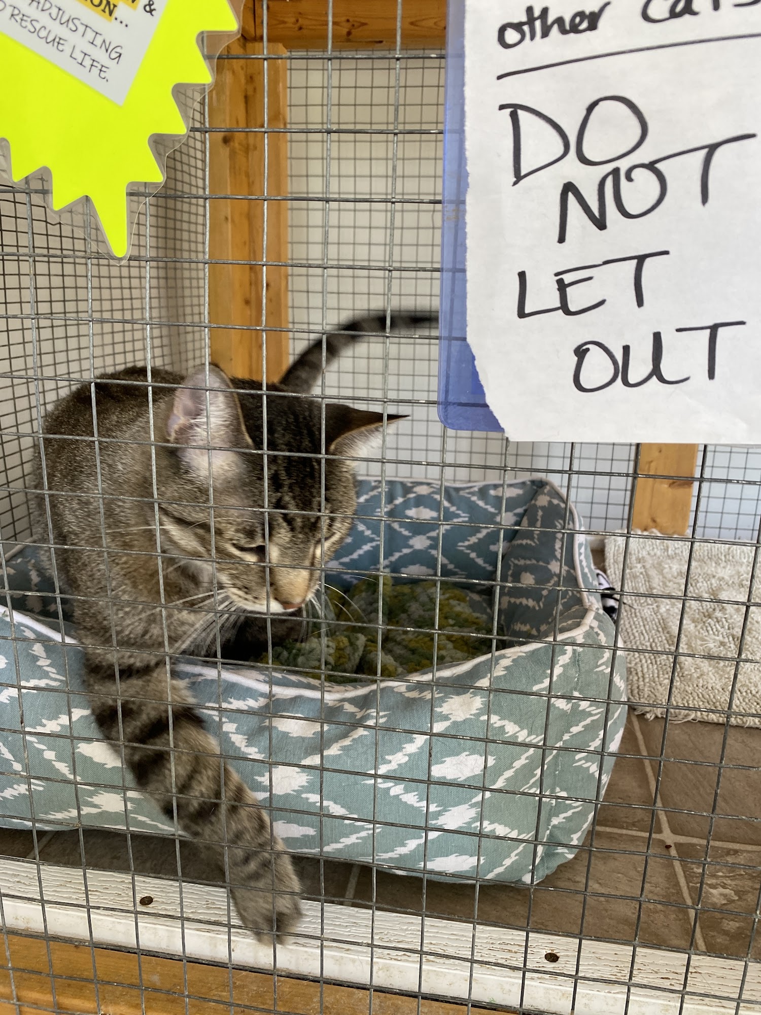 Forever Love Rescue at the Kitty Corner Gettysburg