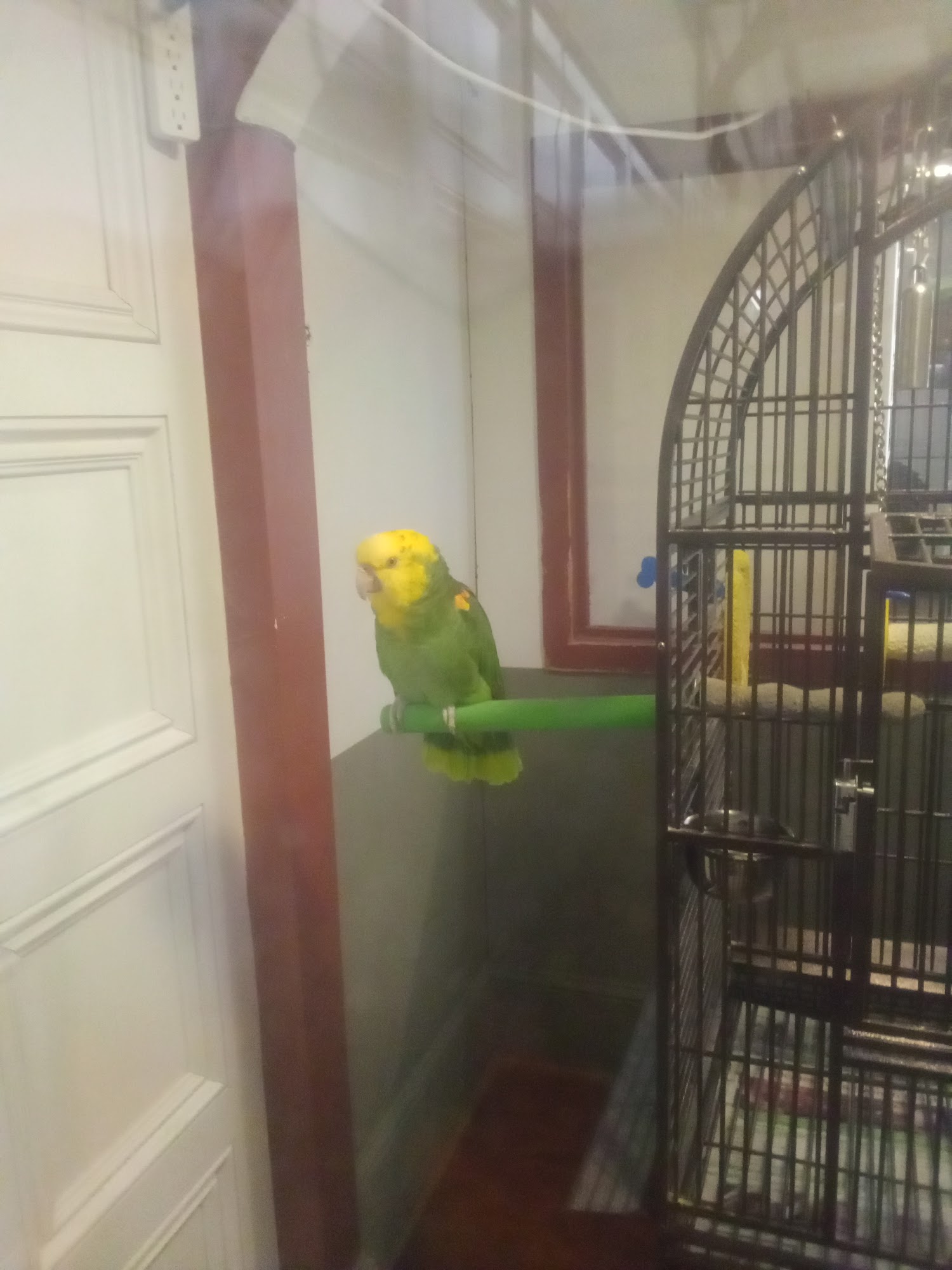 Jocelyn's Puppies & Pet Supplies Hanover